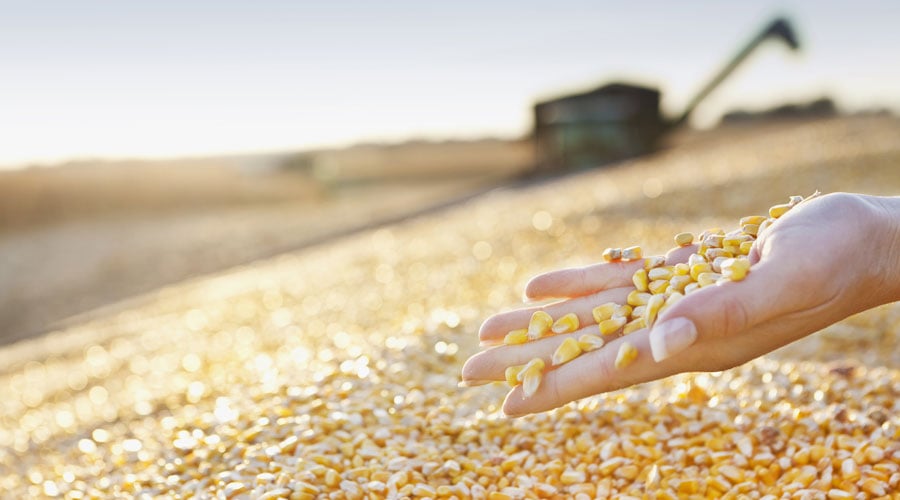 Blog Image_MostAutomatedCorn_900x500